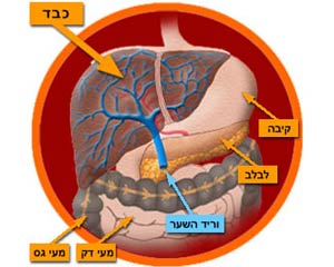 הכבד